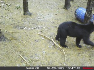 guided-black-bear-hunts-New-Brunswick-22