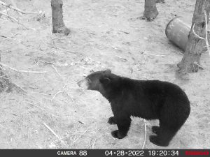 guided-black-bear-hunts-New-Brunswick-23