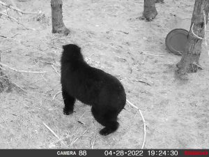 guided-black-bear-hunts-New-Brunswick-24