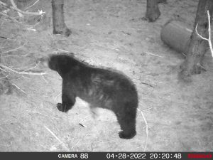 guided-black-bear-hunts-New-Brunswick-25