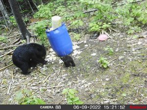 guided-black-bear-hunts-New-Brunswick-29