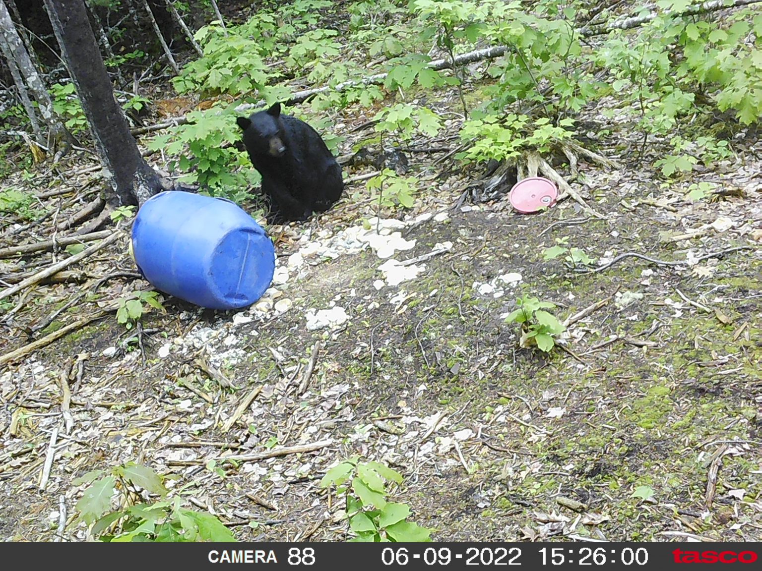 Black Bear Hunt - A1 Black Bear Hunting