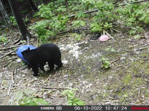 guided-black-bear-hunts-New-Brunswick-33