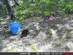 guided-black-bear-hunts-New-Brunswick-35