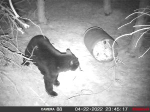 guided-black-bear-hunts-New-Brunswick-4