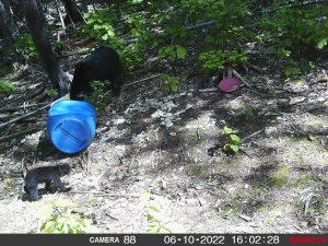 guided-black-bear-hunts-New-Brunswick-40