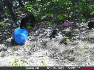 guided-black-bear-hunts-New-Brunswick-41