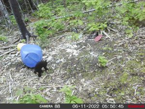 guided-black-bear-hunts-New-Brunswick-53