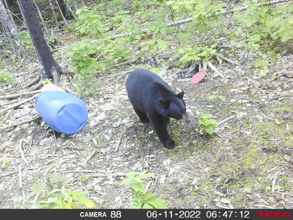 Black Bear Hunt - A1 Black Bear Hunting