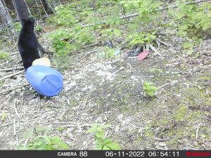 guided-black-bear-hunts-New-Brunswick-55