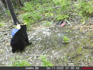 guided-black-bear-hunts-New-Brunswick-56